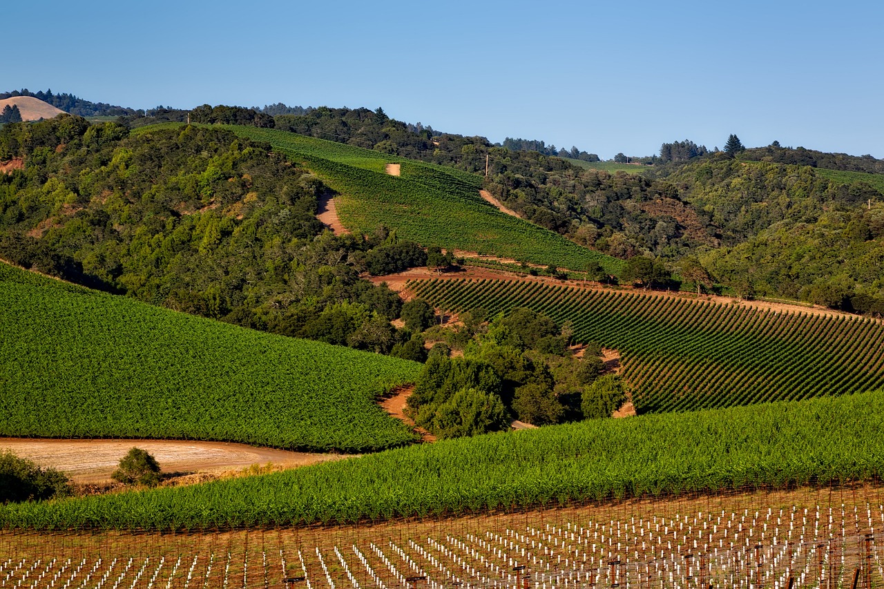 The Magnificence of France's Loire Valley Wine Harvest Festivals